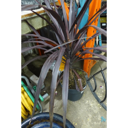 2433 - Dark 'cabbage' tree cordyline (4ft)