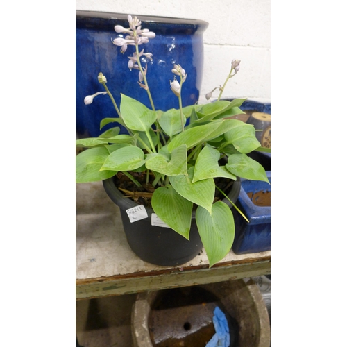 2423 - Flowering succulent potted well established Hosta