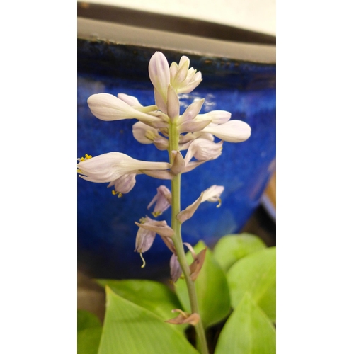 2423 - Flowering succulent potted well established Hosta