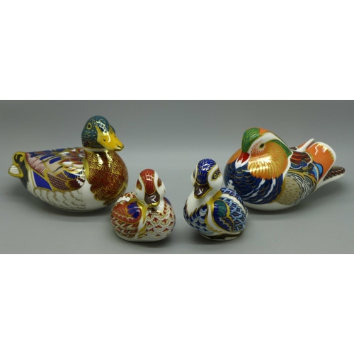 1296 - Four Royal Crown Derby paperweights, Mandarin Duck, Mallard and two ducklings, all with gold stopper... 