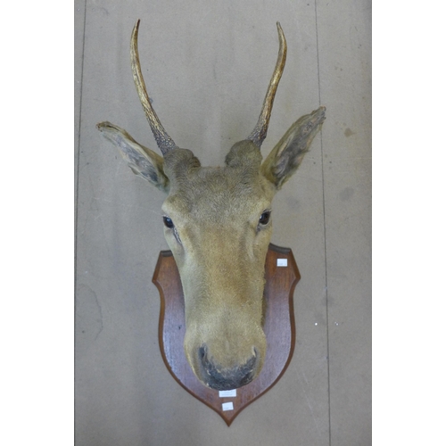 278 - A mounted taxidermy deer's head