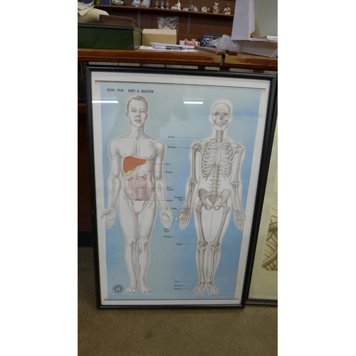 800 - Two framed copies of vintage St Johns Ambulance medical charts