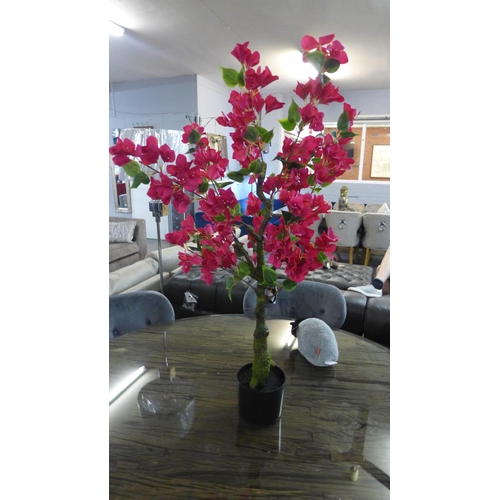 1379 - A large Bougainvillea tree in a pot, H 80cms (2931526)   #