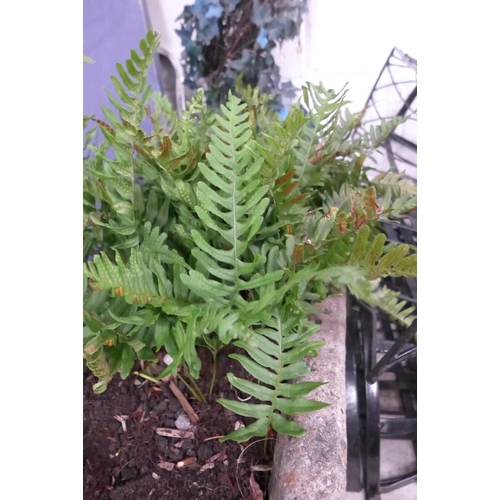 2327 - Stone planter with fern