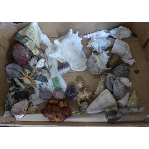 732 - A collection of shells and mineral samples