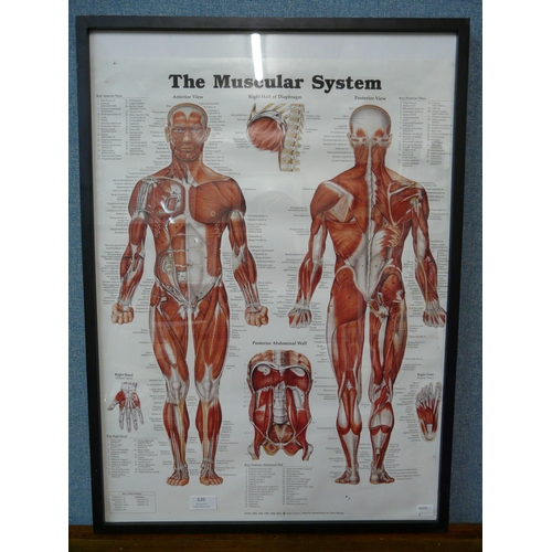 320 - An anatomical print, The Muscular system