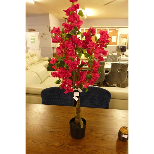 1396 - A large Bougainvillea tree in a pot, H 80cms (2931526)   #