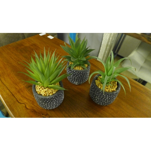 1401 - A set of three succulents in spotty pots, H 15cms (67681102)   #