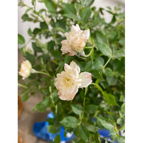 2343 - 4ft potted standard white rose (Rosa Royal)