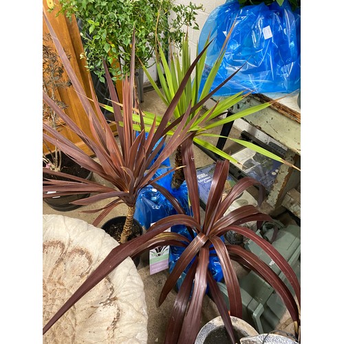 2344 - Three potted Cordyline, 2 x 3ft, 1 x 1ft, brown, red and green