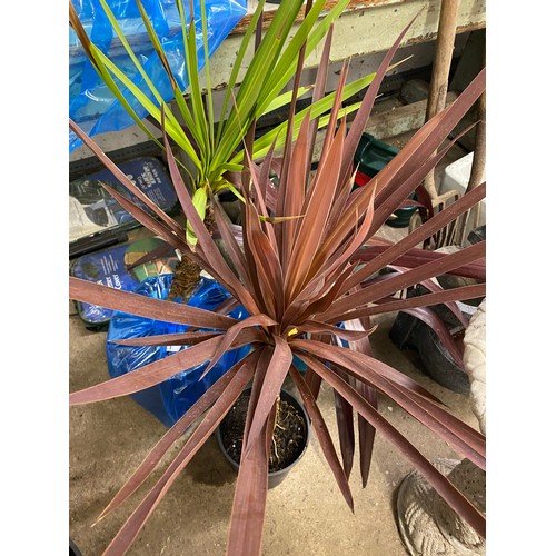 2344 - Three potted Cordyline, 2 x 3ft, 1 x 1ft, brown, red and green