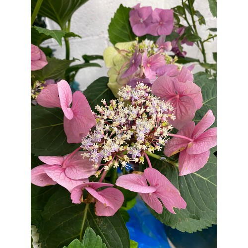 2345 - Two Hydrangea, one white, one giant pink