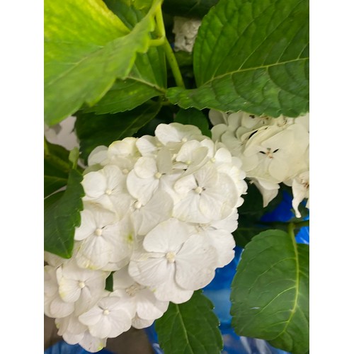 2345 - Two Hydrangea, one white, one giant pink