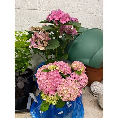 2349 - Two Hydrangeas, one giant pink, one regular pink