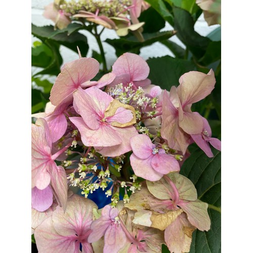 2349 - Two Hydrangeas, one giant pink, one regular pink