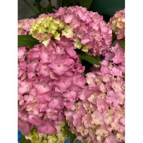 2349 - Two Hydrangeas, one giant pink, one regular pink