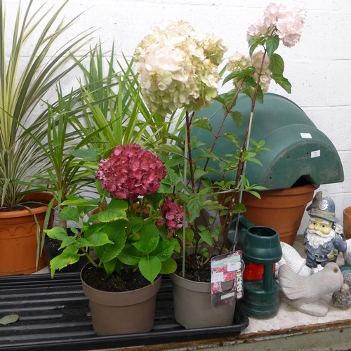 2366 - Two potted Hydrangea; 3ft and 1ft, white and red