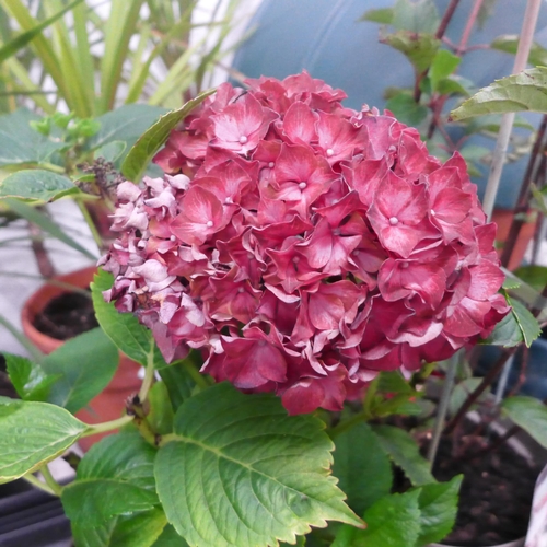 2366 - Two potted Hydrangea; 3ft and 1ft, white and red