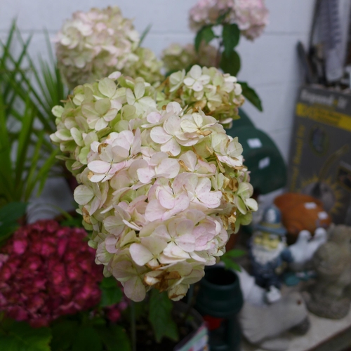 2366 - Two potted Hydrangea; 3ft and 1ft, white and red