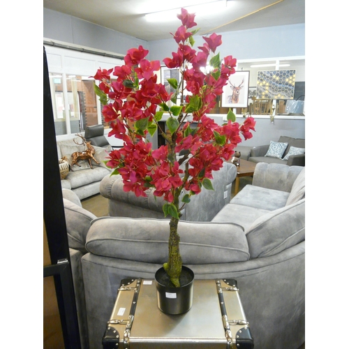 1305 - A large Bougainvillea tree in a pot, H 80cms (2931526)   #