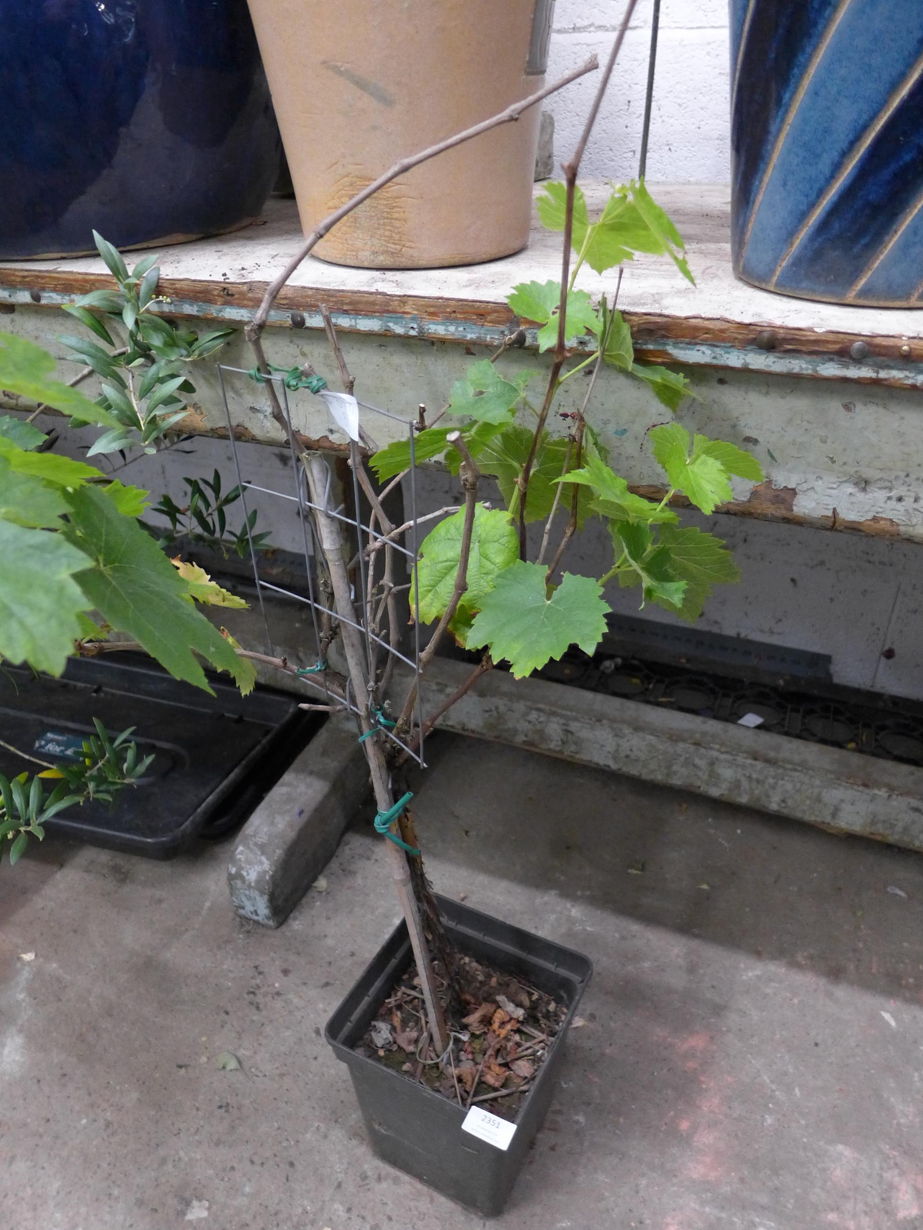 Potted grape vine approx 3ft