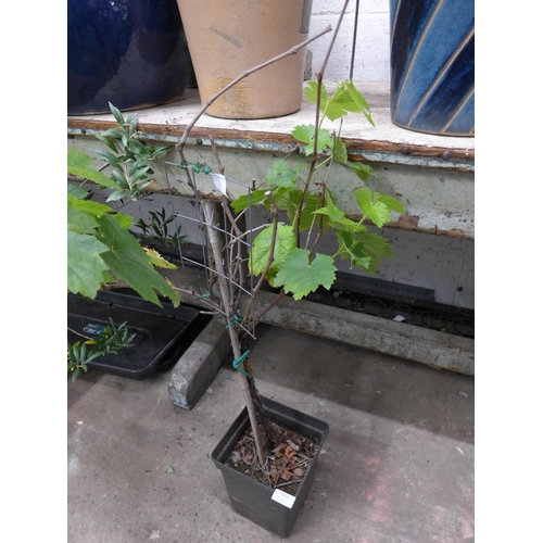 2351 - Potted grape vine- approx 3ft