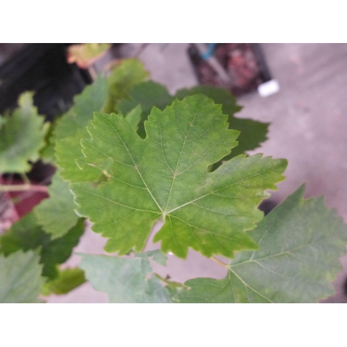 2351 - Potted grape vine- approx 3ft