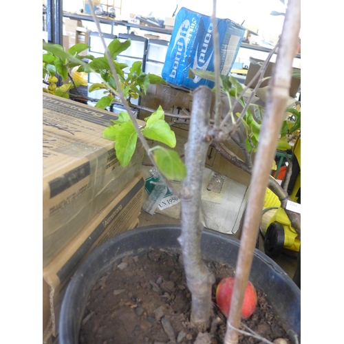 2063 - Potted approx 2ft apple tree