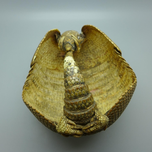 703 - An Armadillo shell