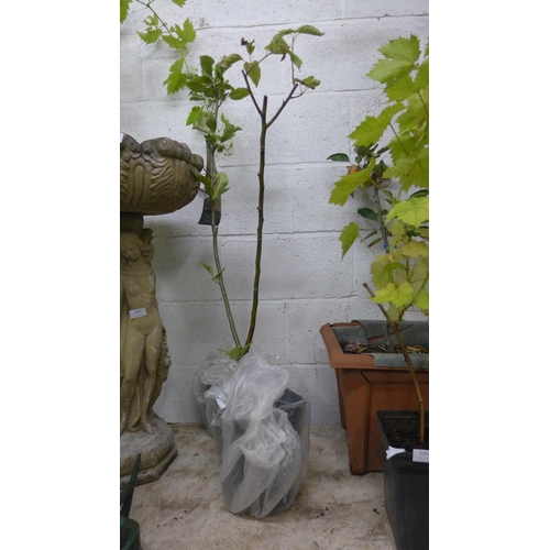 2497 - 3ft Potted Jonagold dwarf patio Apple tree plus 3ft potted Braeburn Apple tree