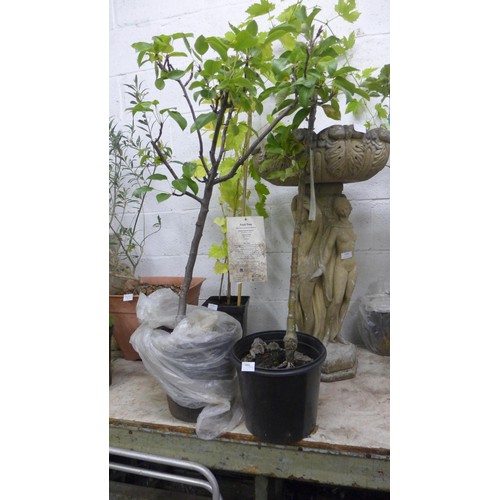 2494 - 3ft Potted Galaxy dwarf Apple tree plus 3ft patio/dwarf potted 3ft Butirra Pear tree