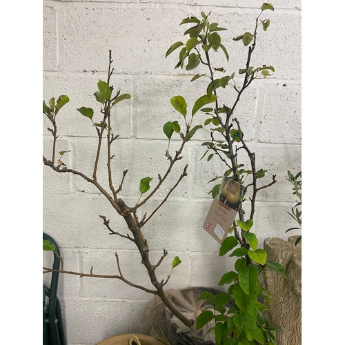 2492 - Potted 3ft Keelie dwarf Apple tree plus 3ft patio/dwarf Concorde Pear tree