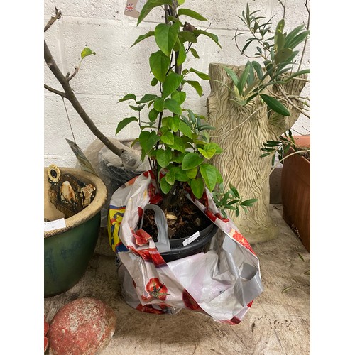 2492 - Potted 3ft Keelie dwarf Apple tree plus 3ft patio/dwarf Concorde Pear tree