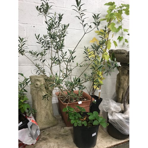 2493 - 1ft Gooseberry plant with low level strawberry plant in pot (same pot) plus 3ft olive bush in plante... 