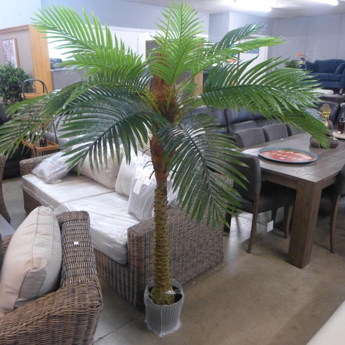 1305 - An ornamental large palm tree, H 200cms (AF5475)   #