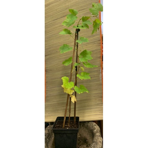 2996 - 3ft Potted Grape Vine