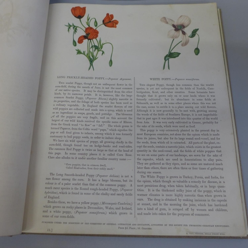 719 - Wild Flowers, Anne Pratt, circa 1860, re-bound