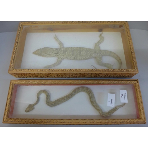 760 - A mounted snake and a lizard