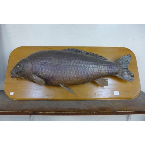 336A - A composite model of a carp on beech wall hanging plaque