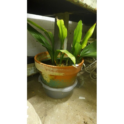 2426a - Aspidistra in 12