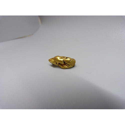 931 - A gold nugget with brooch mounts but lacking pin, 11.1g