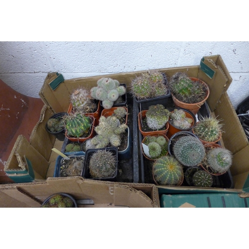 2362 - 3 Boxes of cacti and a box of garden and cacti related books