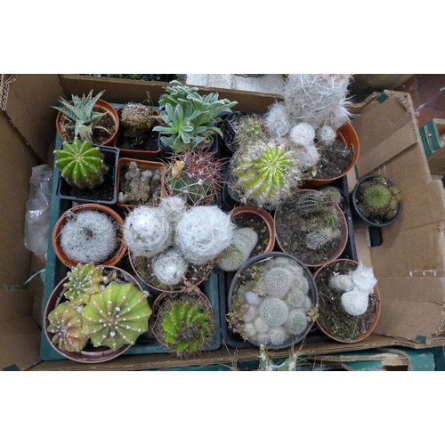 2362 - 3 Boxes of cacti and a box of garden and cacti related books