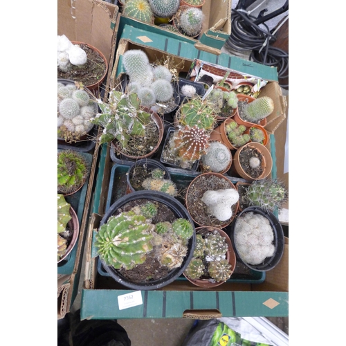 2362 - 3 Boxes of cacti and a box of garden and cacti related books