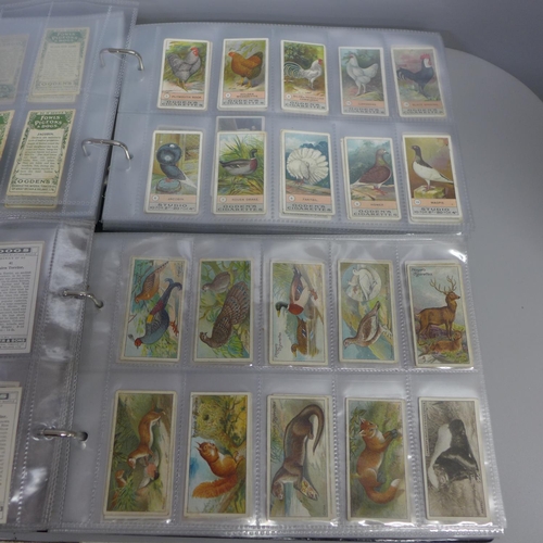 747 - Two albums of John Player cigarette cards; birds, eggs, animals, etc.