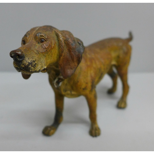 622 - An Austrian early 20th Century cold painted bronze model of a dog, in the manner of Bergman, H13cm x... 