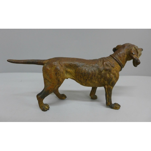 622 - An Austrian early 20th Century cold painted bronze model of a dog, in the manner of Bergman, H13cm x... 