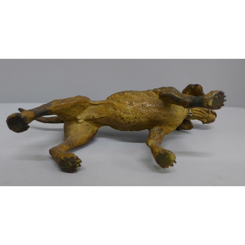 622 - An Austrian early 20th Century cold painted bronze model of a dog, in the manner of Bergman, H13cm x... 