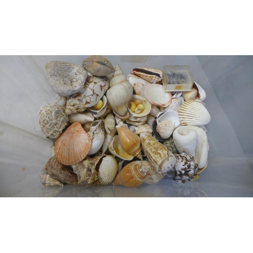 671 - A box of sea shells and a glass buoy