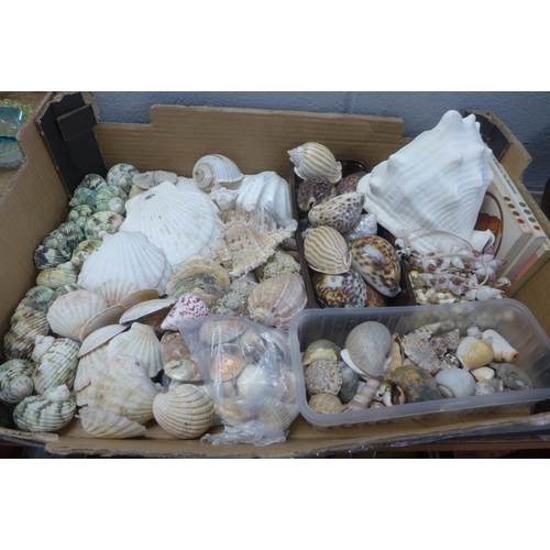 732 - A large collection of shells, including necklaces and identification books